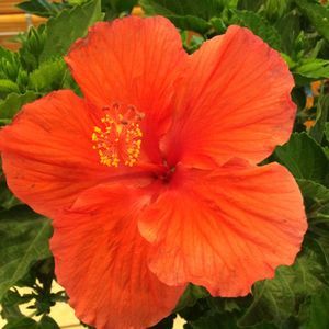 Meet your Posher, Shelley